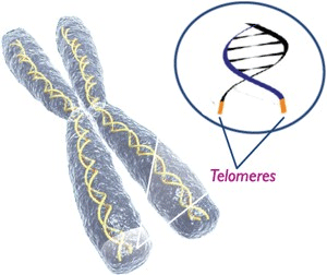Telomeres cap DNA strands
